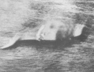 La photo de Gray modifiée pour étayer la thèse d'un labrador en train de nager
