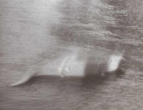 Photographie de Gray