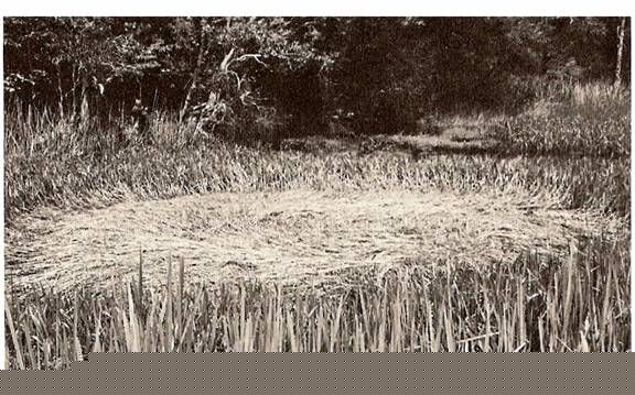 Le 'nid de soucoupe' de Tully