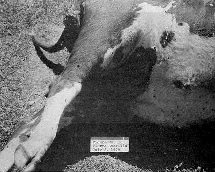 Figure No. 10 - Tierra Amarilla, July 8, 1979
