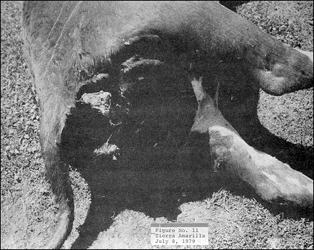 Figure No. 11 - Tierra Amarilla, July 8, 1979