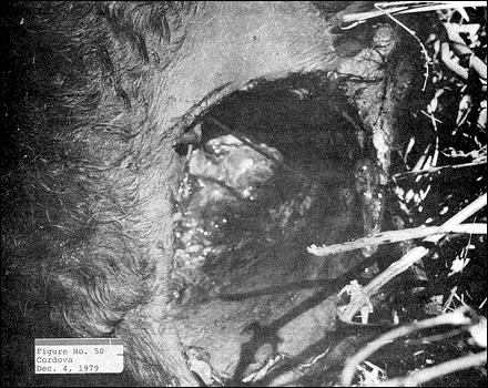 Figure n° 50 - Cordova, 4 décembre 1979