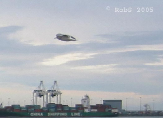 Une mouette figée en plein vol peut apparaître étrange sur une photographie s1Photographie prise vendredi 25 novembre 2005 sur l'Ile de Vancouver      n1L'oiseau apparaît quasi-identique à une photo du 14 novembre 2004 en Angleterre
